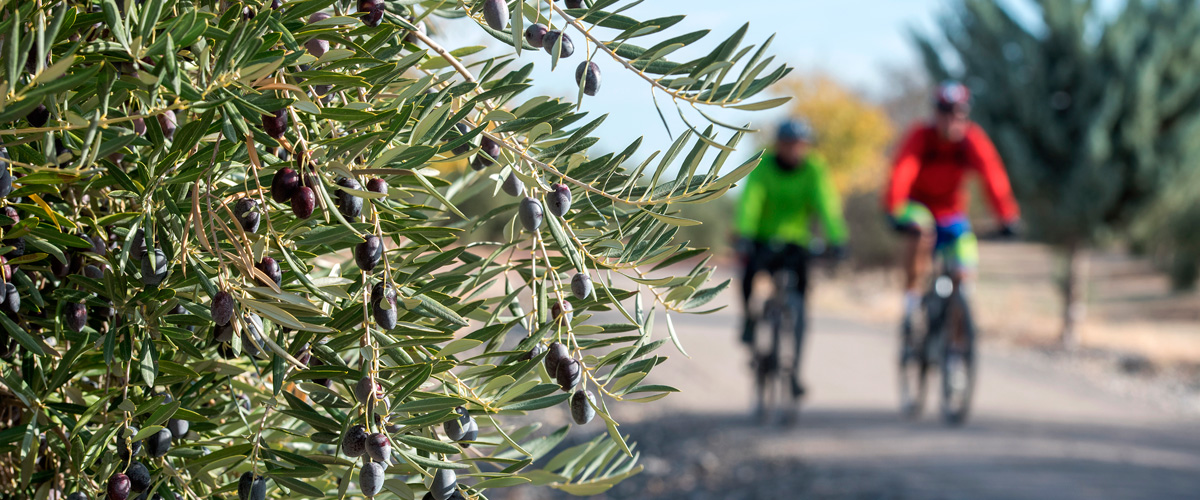 V�a Verde del Aceite